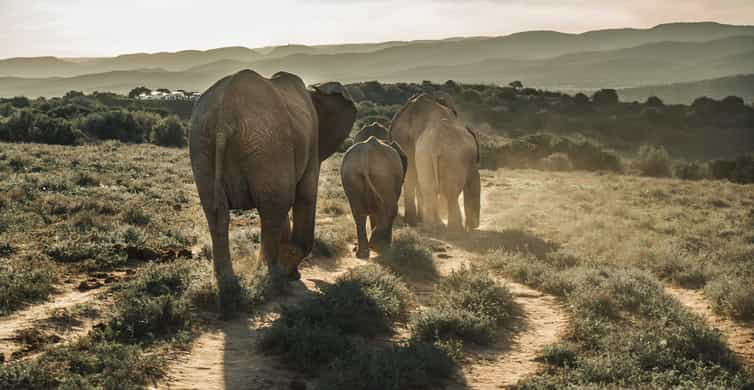 Addo Fil Milli Parkı, Güney Afrika