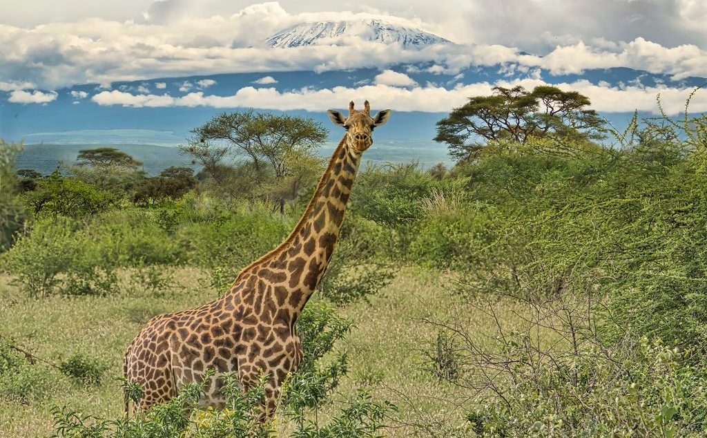 Amboseli Ulusal Parkı, Kenya