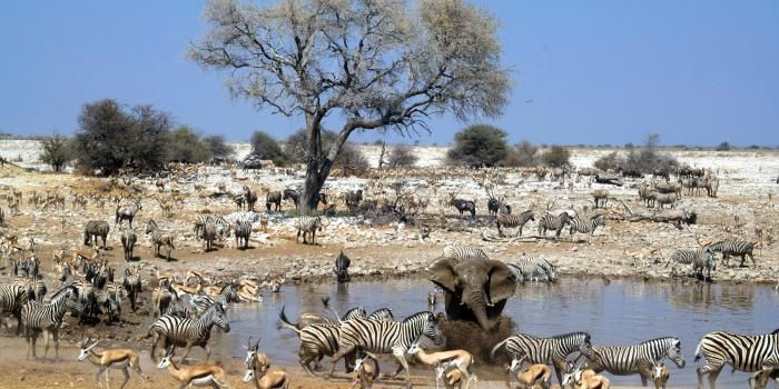 Etosha Ulusal Parkı, Namibya