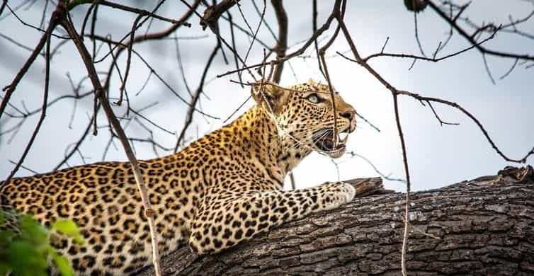 Hwange Ulusal Parkı, Zimbabve