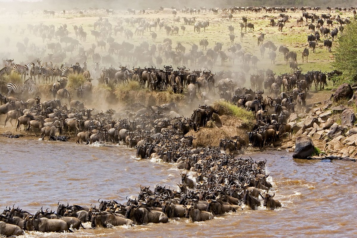 Masai Mara Ulusal Parkı, Kenya