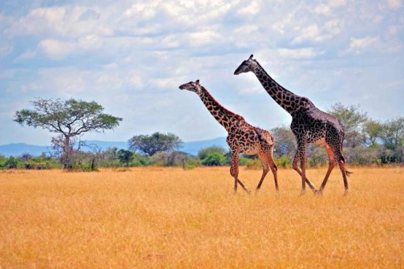 Serengeti Ulusal Parkı, Tanzanya