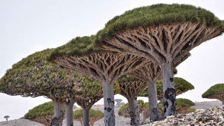 Socotra Adası, Yemen