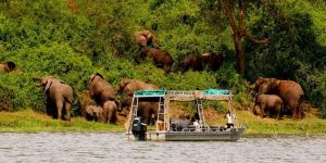 Read more about the article Vizesiz Afrika Safari Turları: Gezilecek Yaban Hayatı Parkları