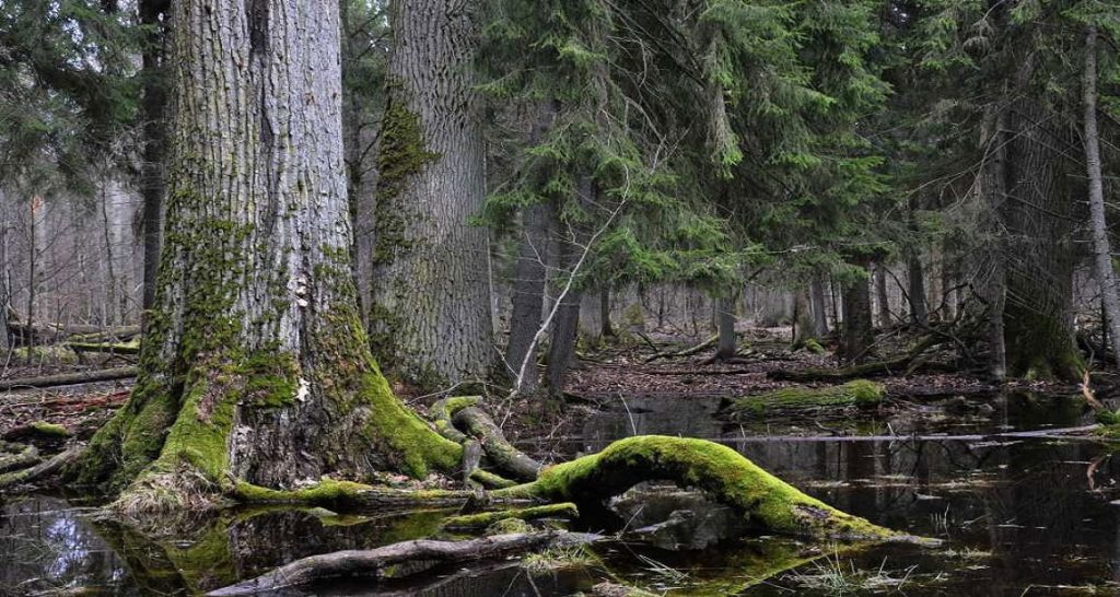 Polonya – Białowieża Ormanı