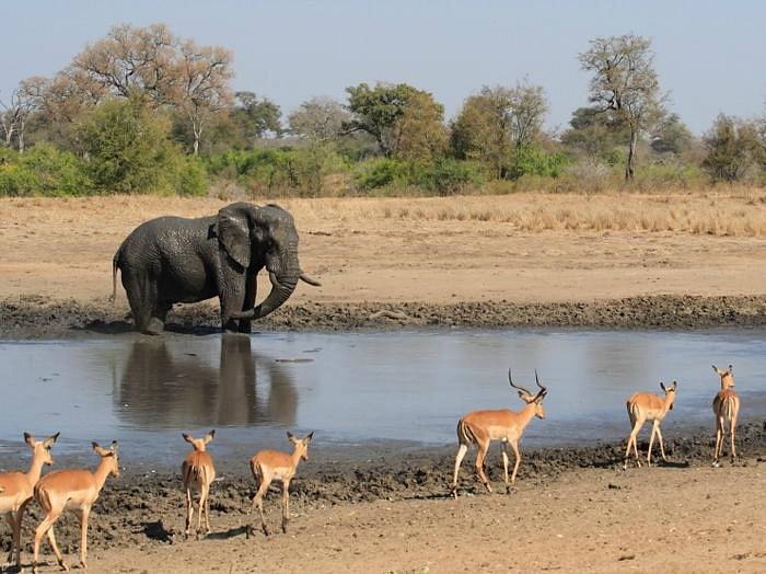 Kruger Ulusal Parkı, Güney Afrika